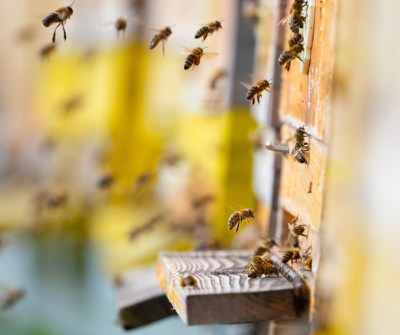 Beehive with bees arriving and taking off. The Professional Open Source model has been described as beekeeping