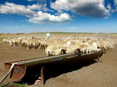 Sheep at Water trough